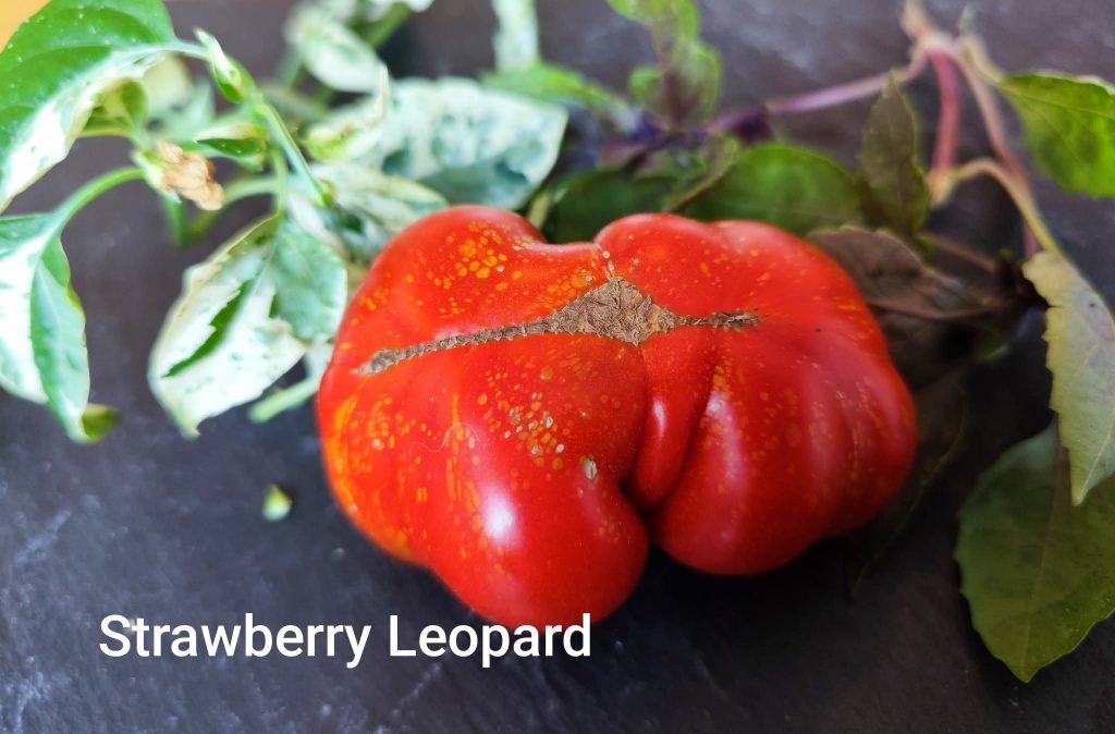 Strawberry Leopard