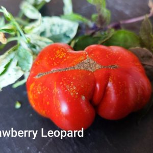 Strawberry Leopard