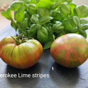 Cherokee lime stripes