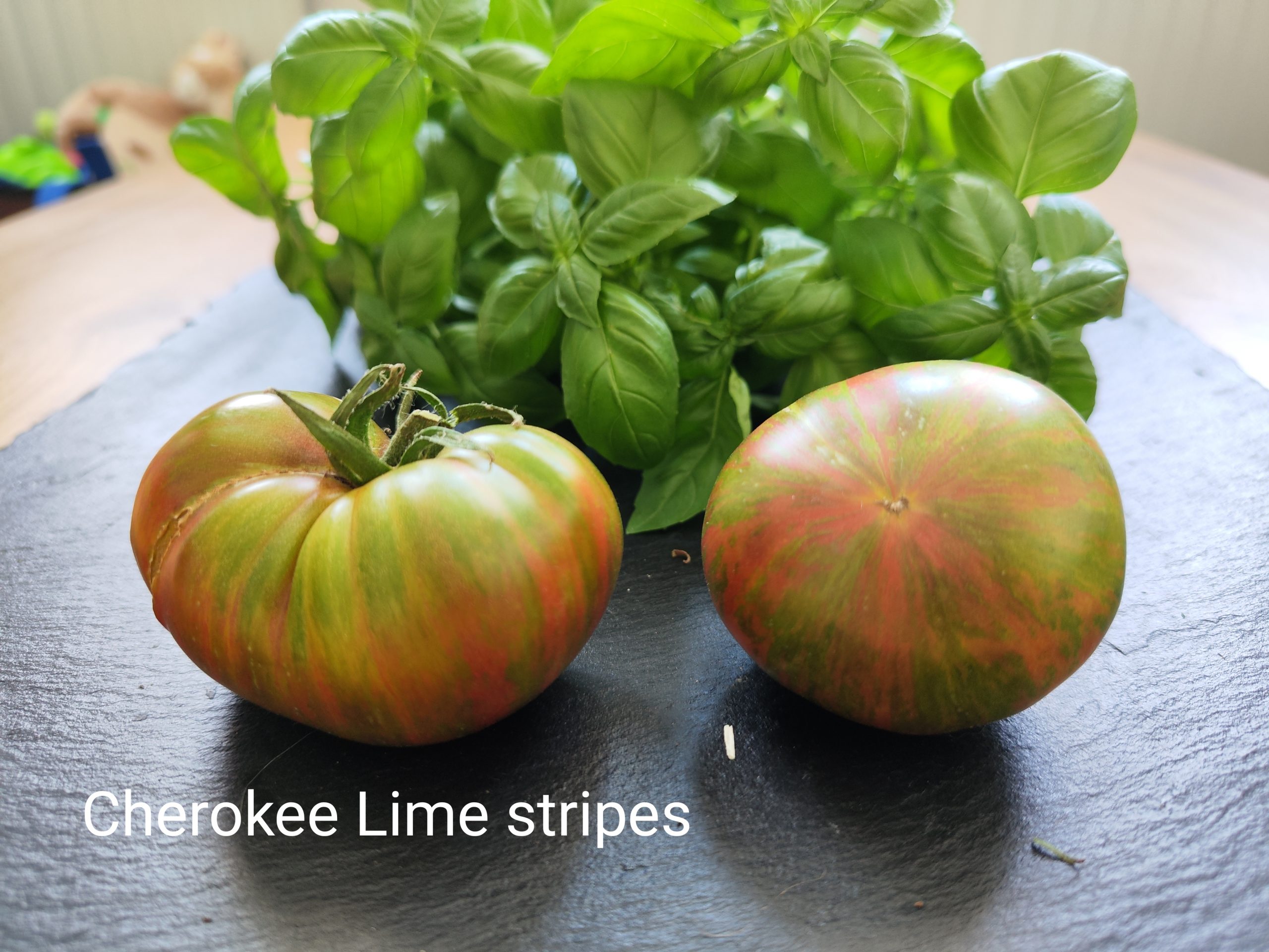 Cherokee lime stripes