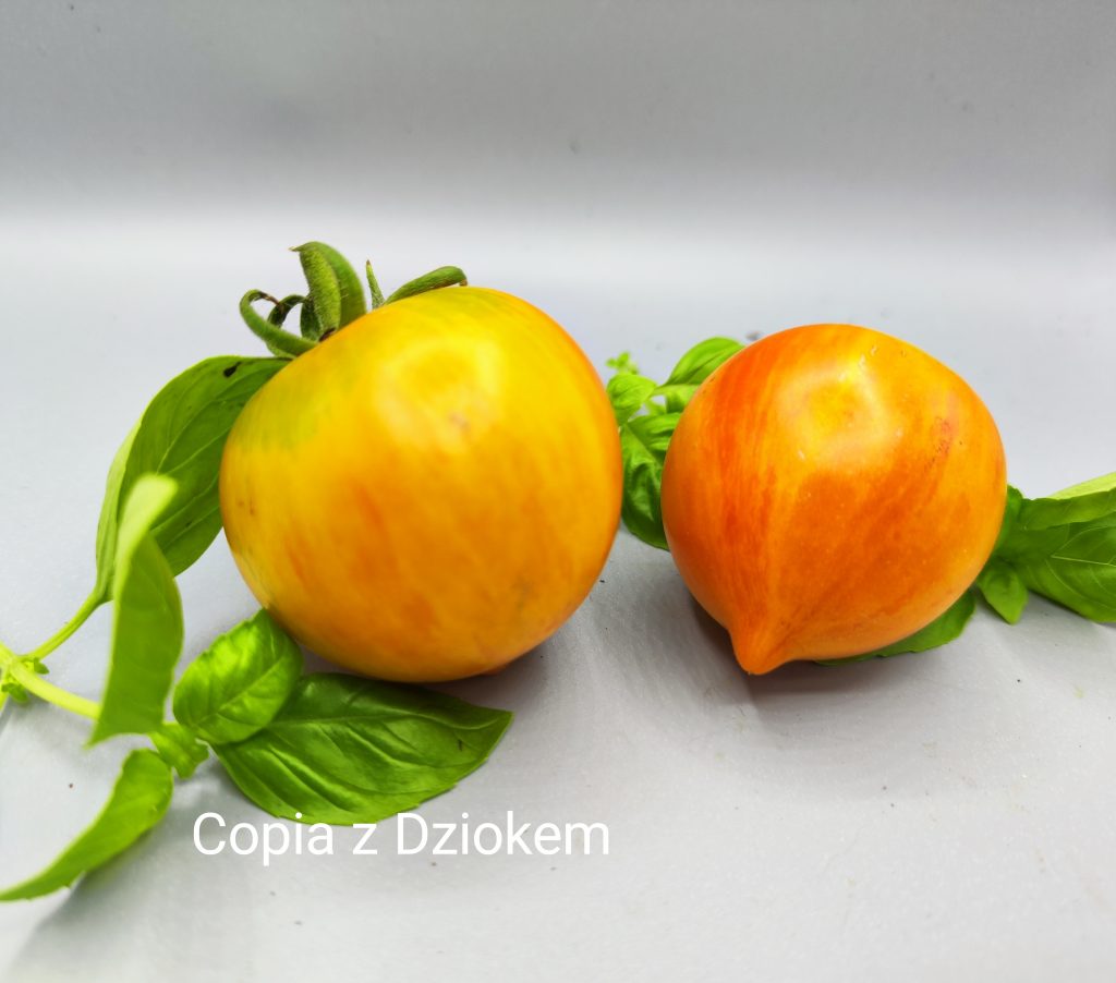 Copia z dziobkiem