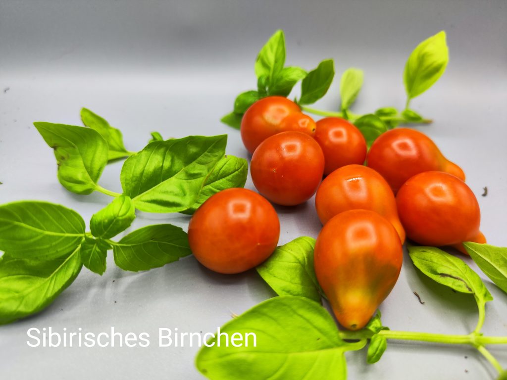 Sibirisches Birnchen