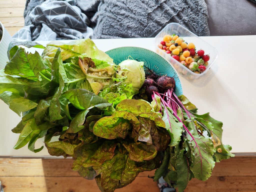 bunte Salatmischung