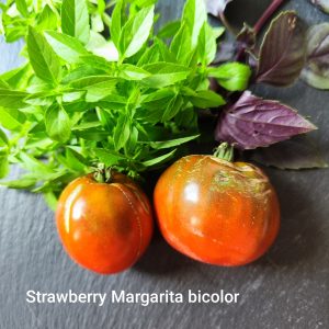 Strawberry Magrita bicolor