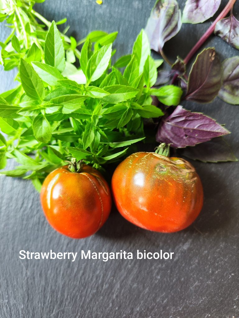Strawberry Magrita bicolor