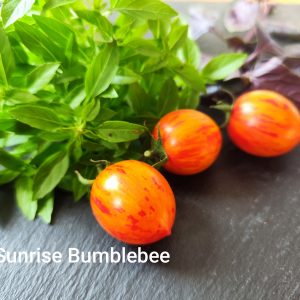 Sunrise Bumblebee