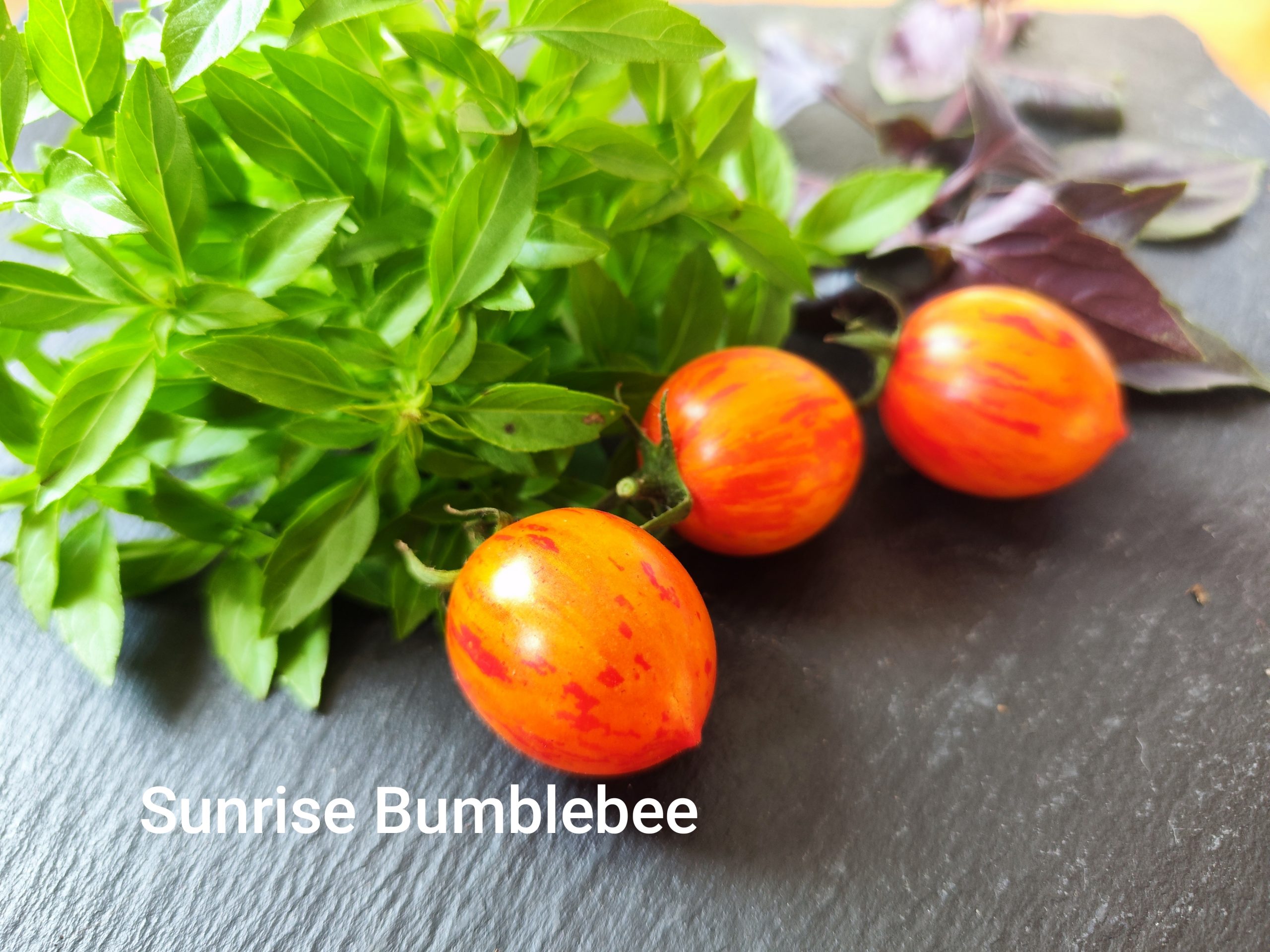 Sunrise Bumblebee