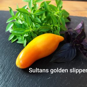 Sultans golden slippers