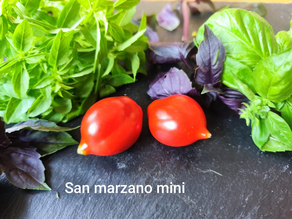 San Marzano mini