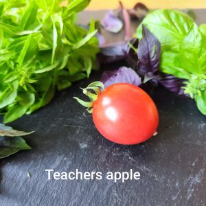 Teachers Apple