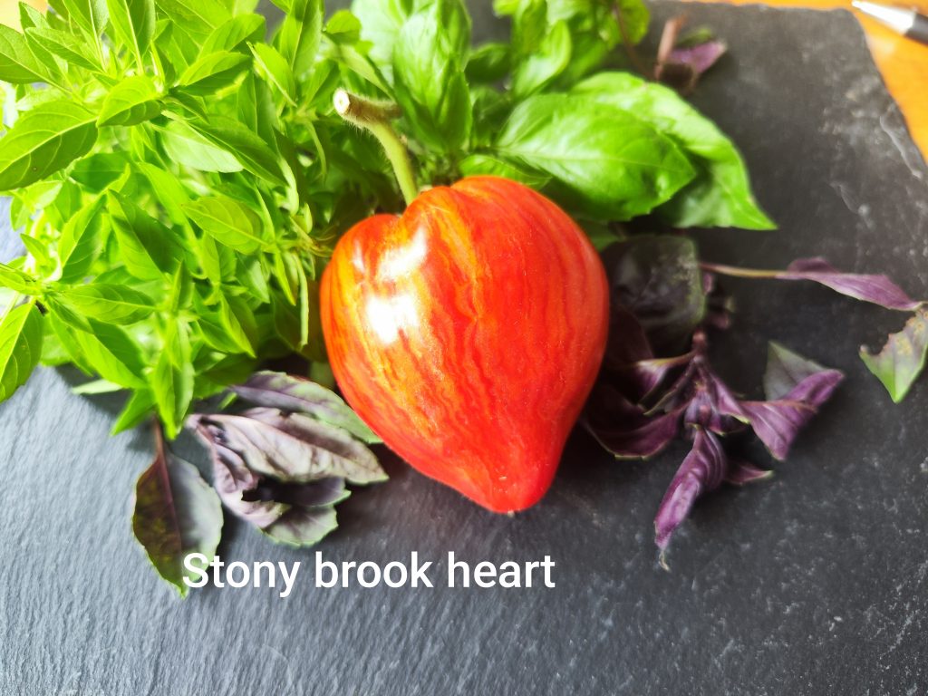 Stony Brook Heart