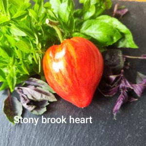 Stony Brook Heart