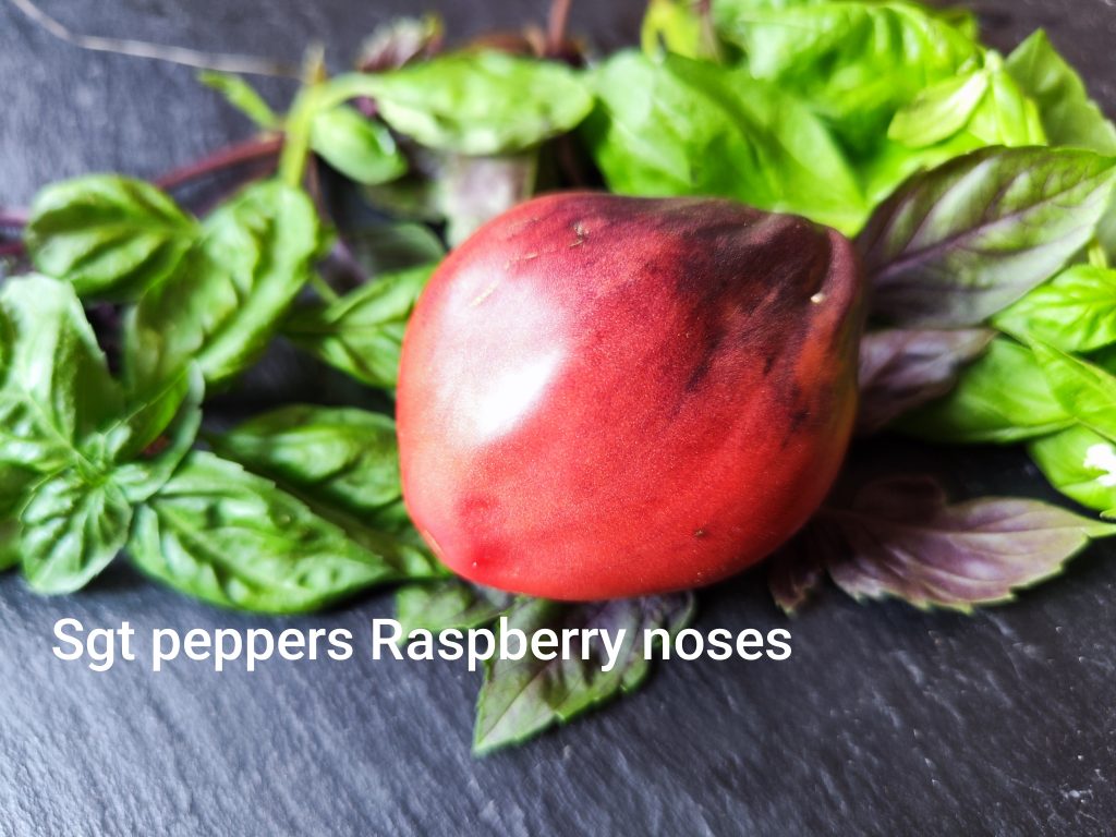 Sgt. Pepper´s Raspberry Noses