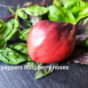 Sgt. Pepper´s Raspberry Noses