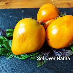 Sol over Narha