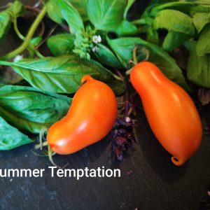 Summer temptation