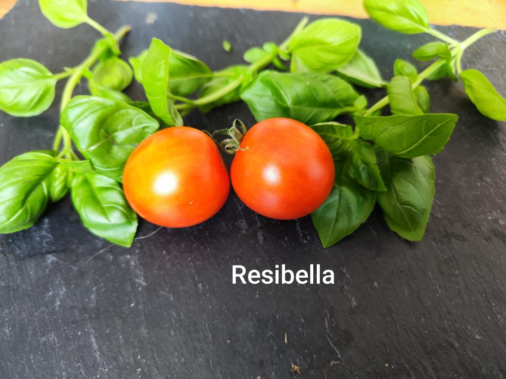 Resibella