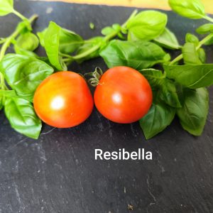 Resibella