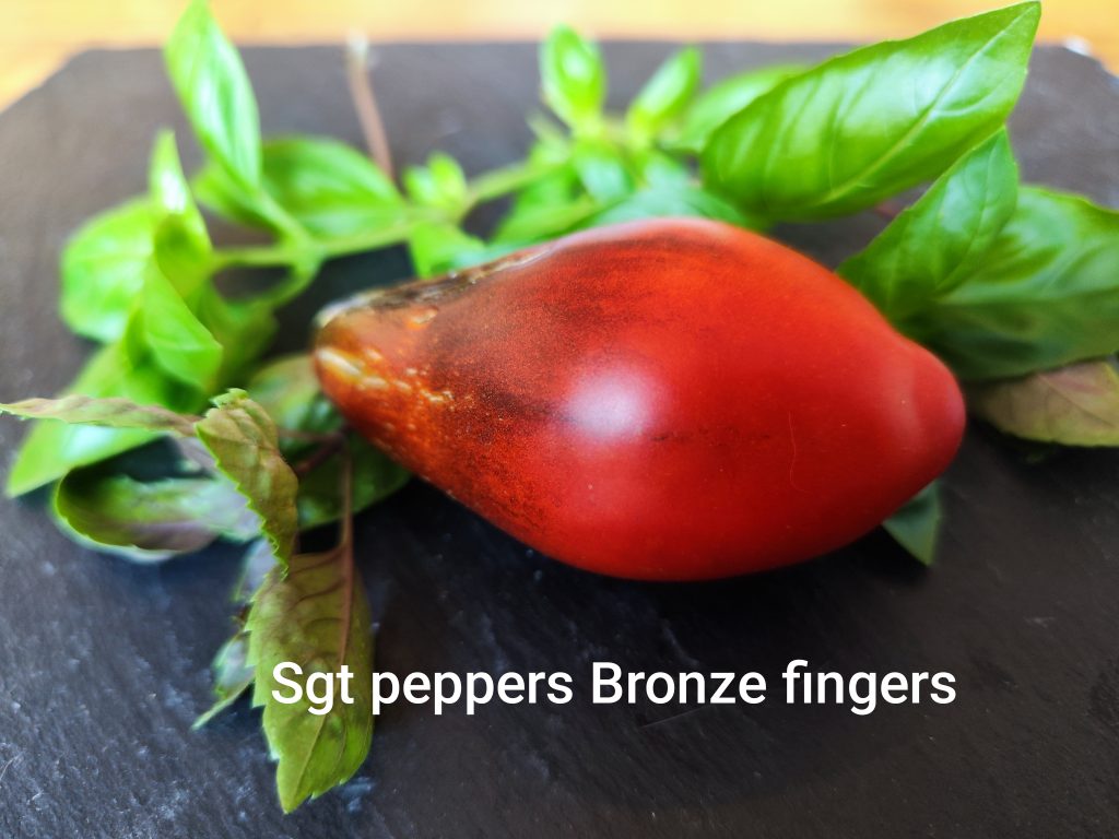Sgt. Pepper's Bronze Fingers
