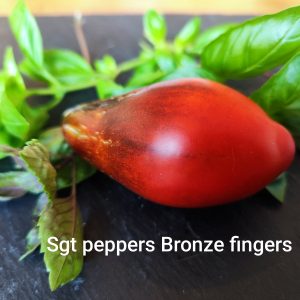 Sgt. Pepper's Bronze Fingers