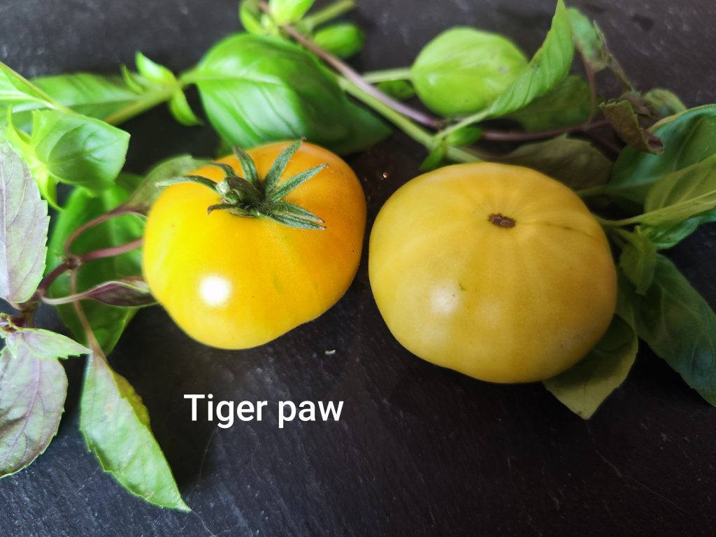 Tiger paw
