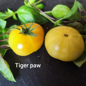 Tiger paw