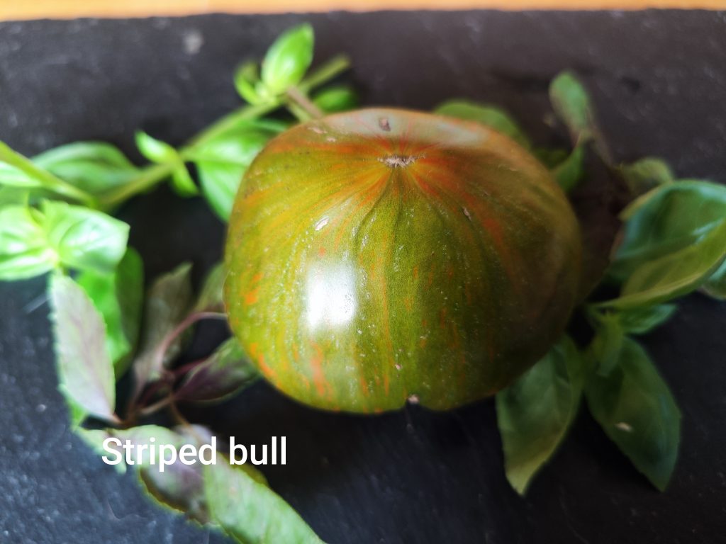 Striped Bull