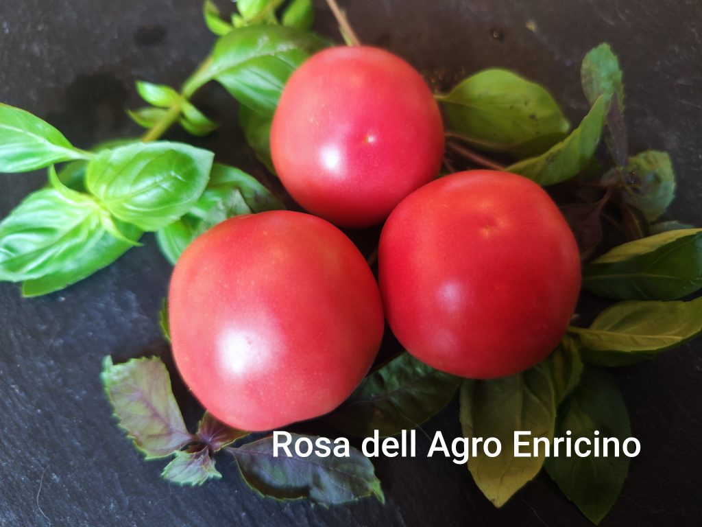 Rosa dell Agro Ericino