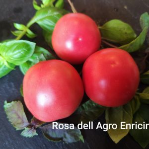 Rosa dell Agro Ericino