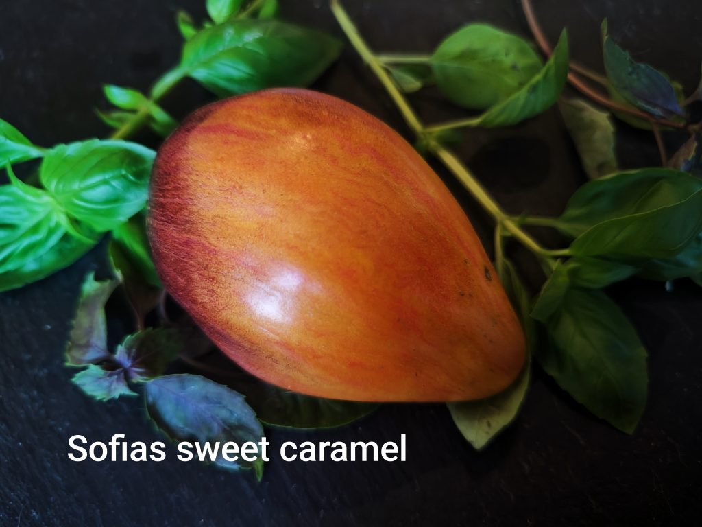 Sweet Caramel Sofia