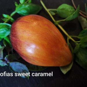 Sweet Caramel Sofia