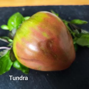 Tundra
