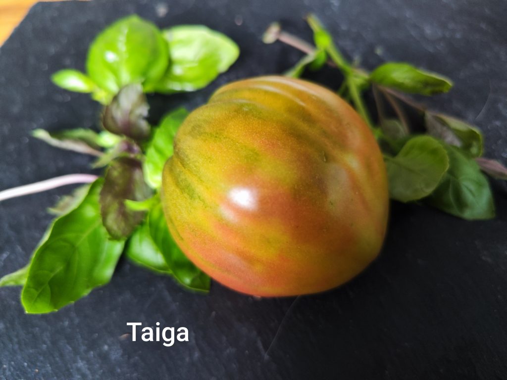 Taiga