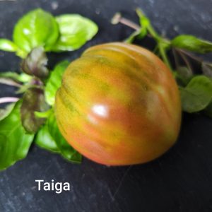 Taiga