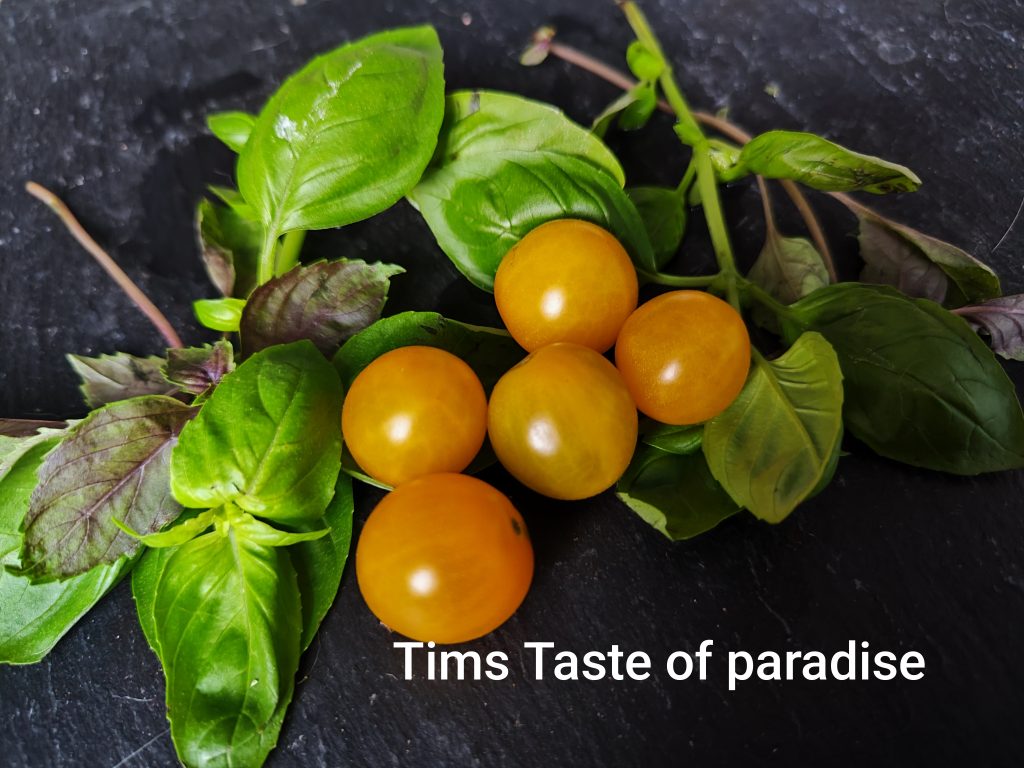 Tims Taste of Paradise