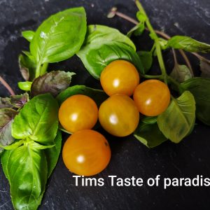 Tims Taste of Paradise