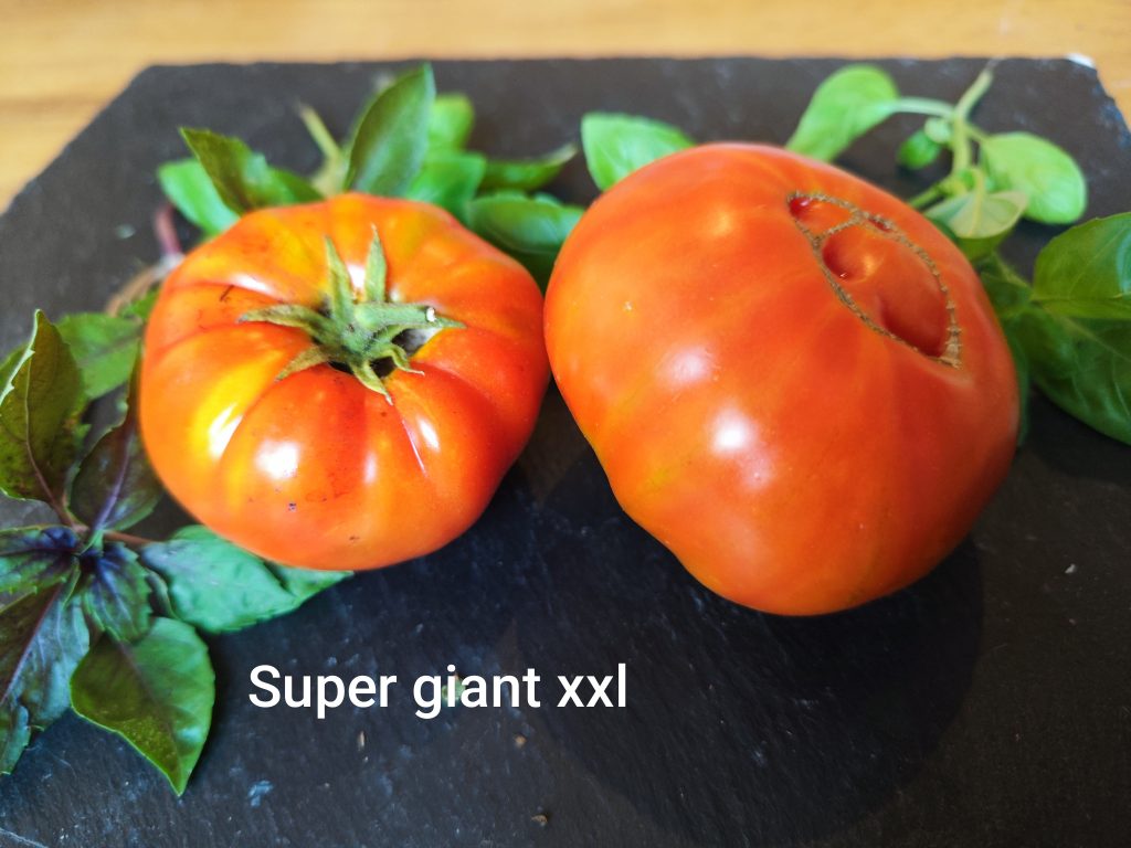 Super Giant XXL