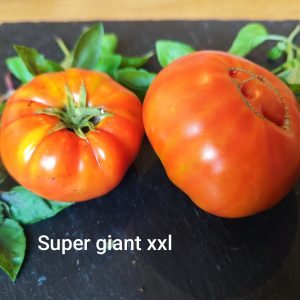 Super Giant XXL