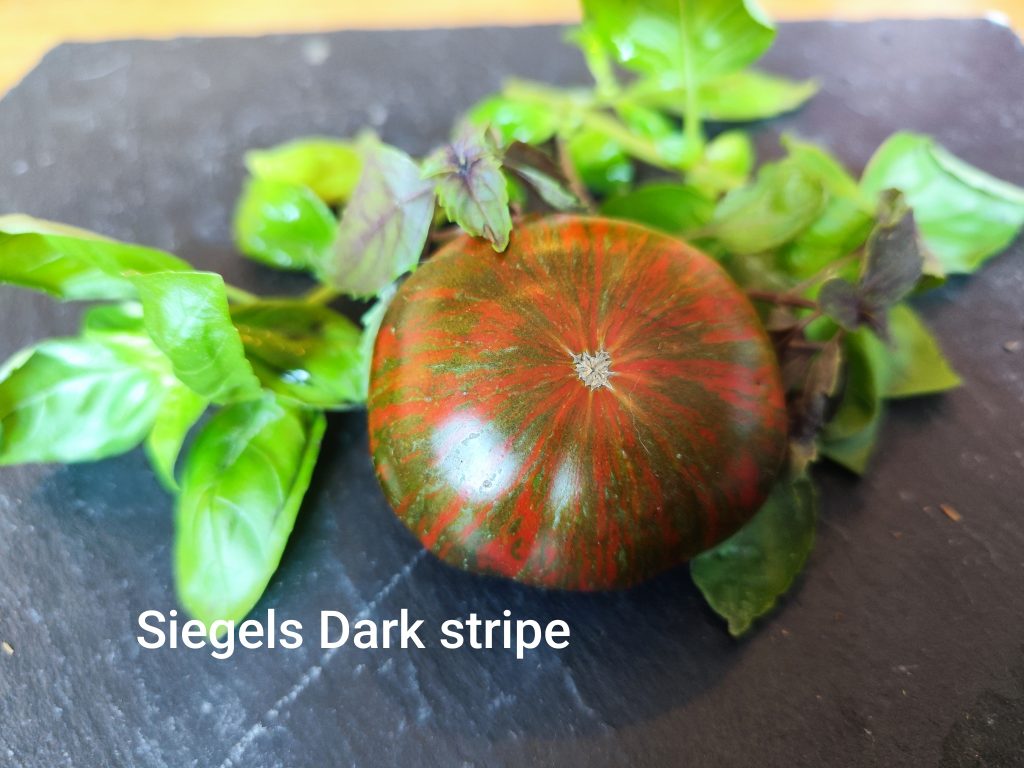 Siegels Dark Stripe