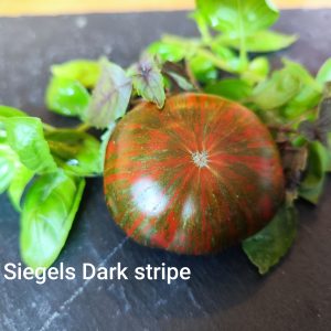 Siegels Dark Stripe