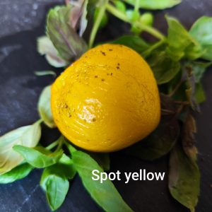 Spot yellow