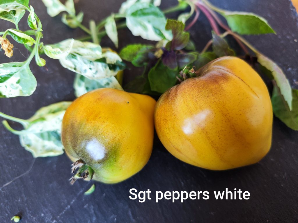 Sgt Peppers white