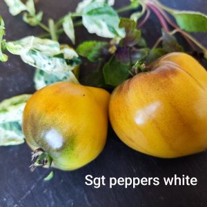 Sgt Peppers white