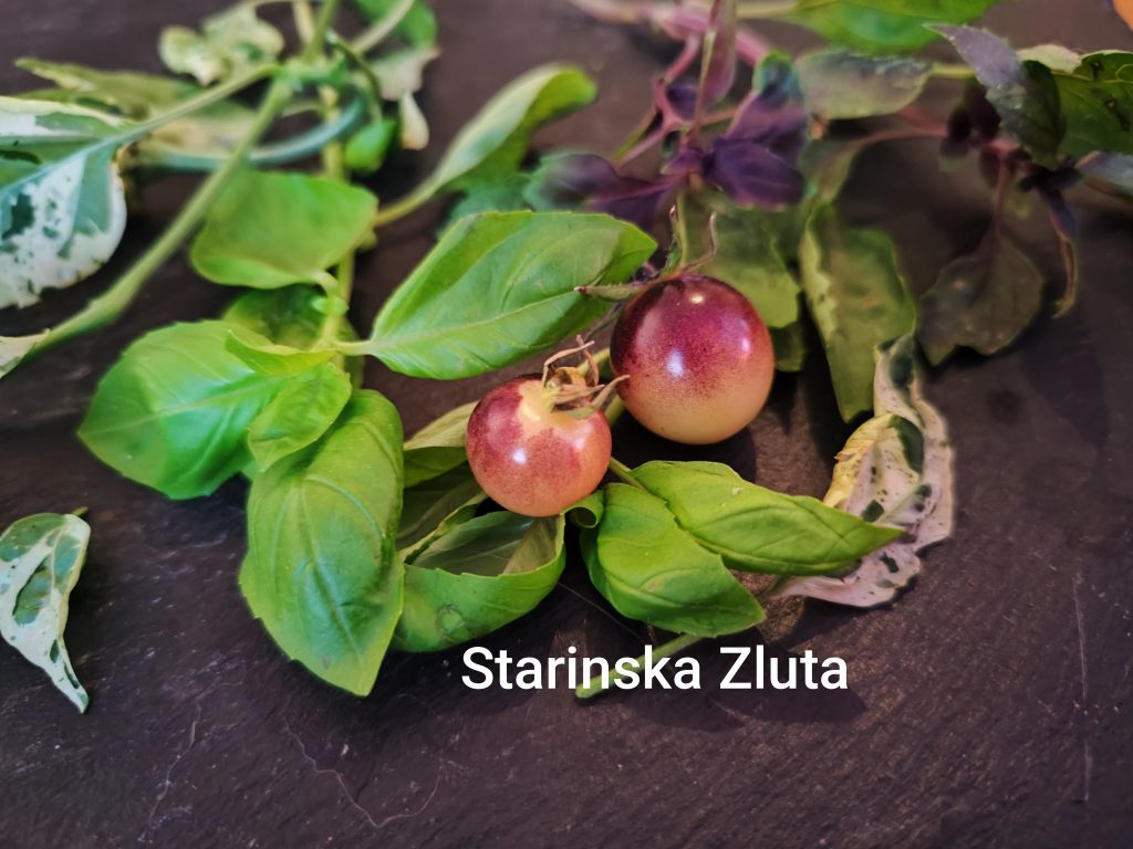 Starinska Zuta