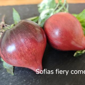 Sofias Fiery Comet