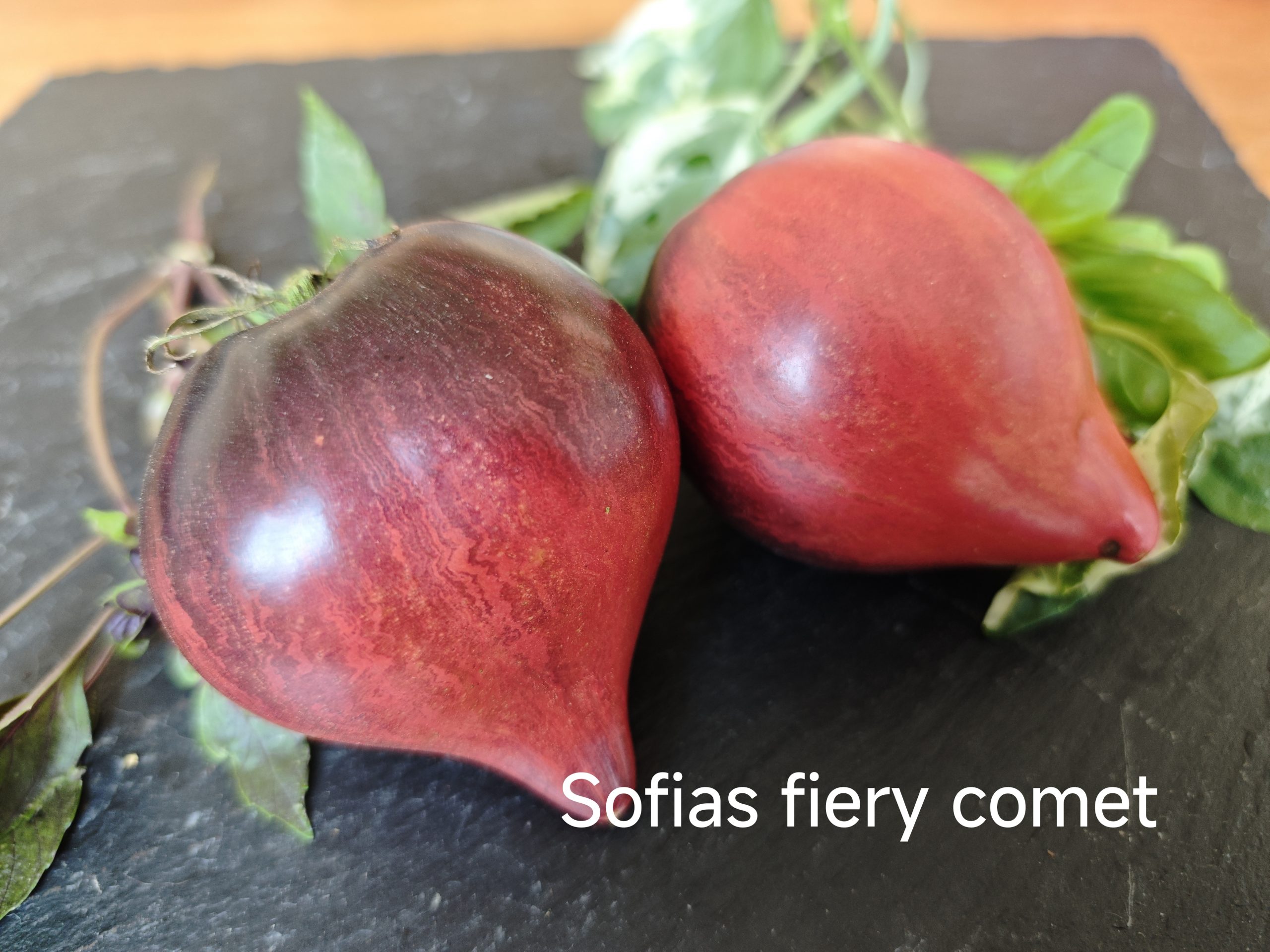 Sofias Fiery Comet
