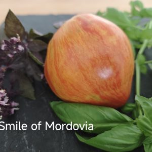 Smile of Mordovia