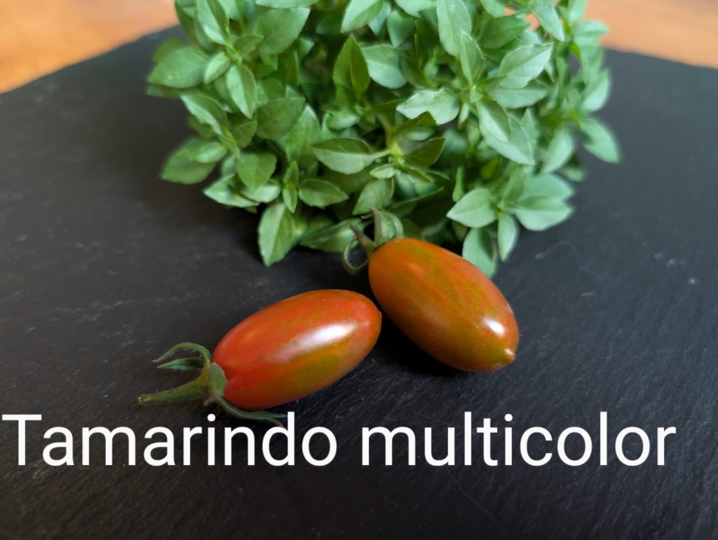 Tamarindo multicolor