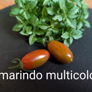 Tamarindo multicolor