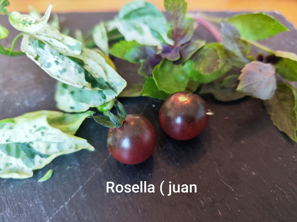 Neu 2026 Rosella
